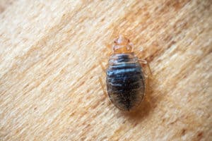 Virginia Beach Bed Bug